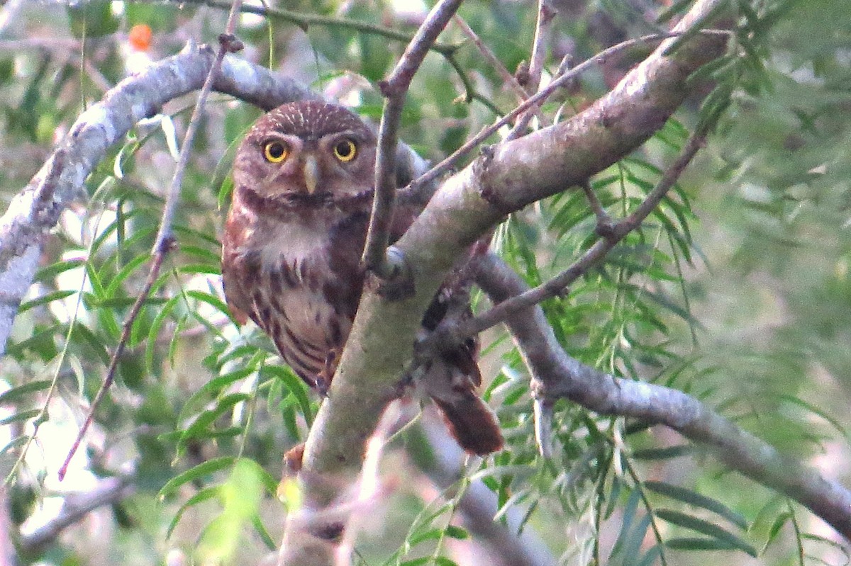 Ferruginous Pygmy-Owl - ML413912291