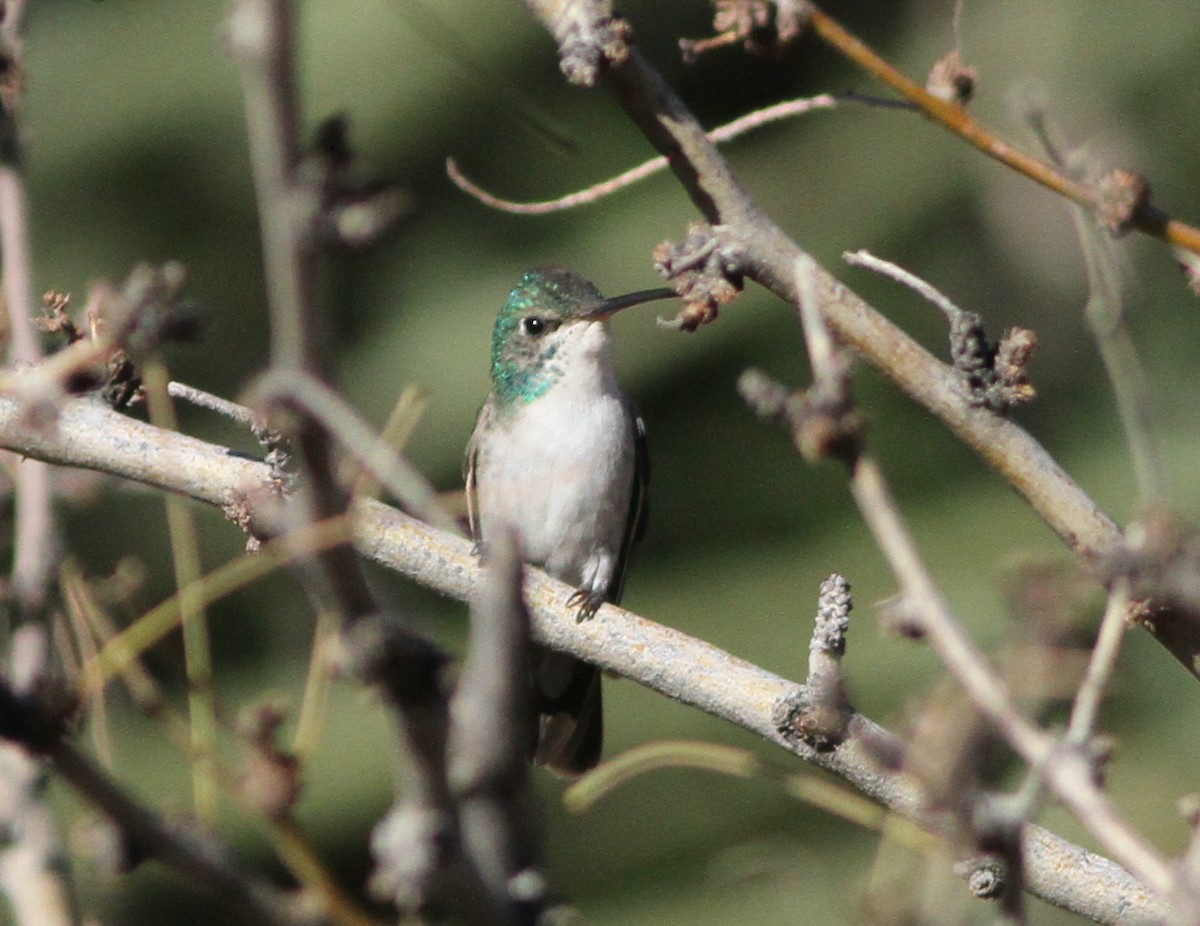hummingbird sp. - ML413912961