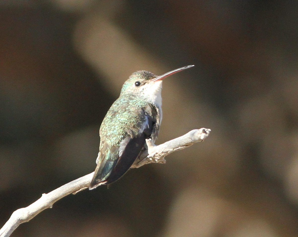 hummingbird sp. - ML413912991