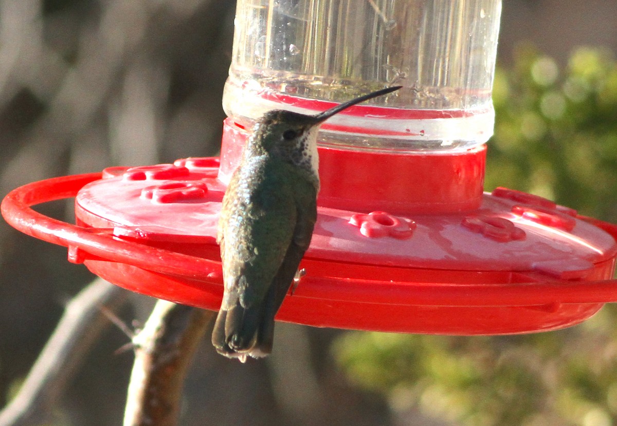 hummingbird sp. - ML413913001
