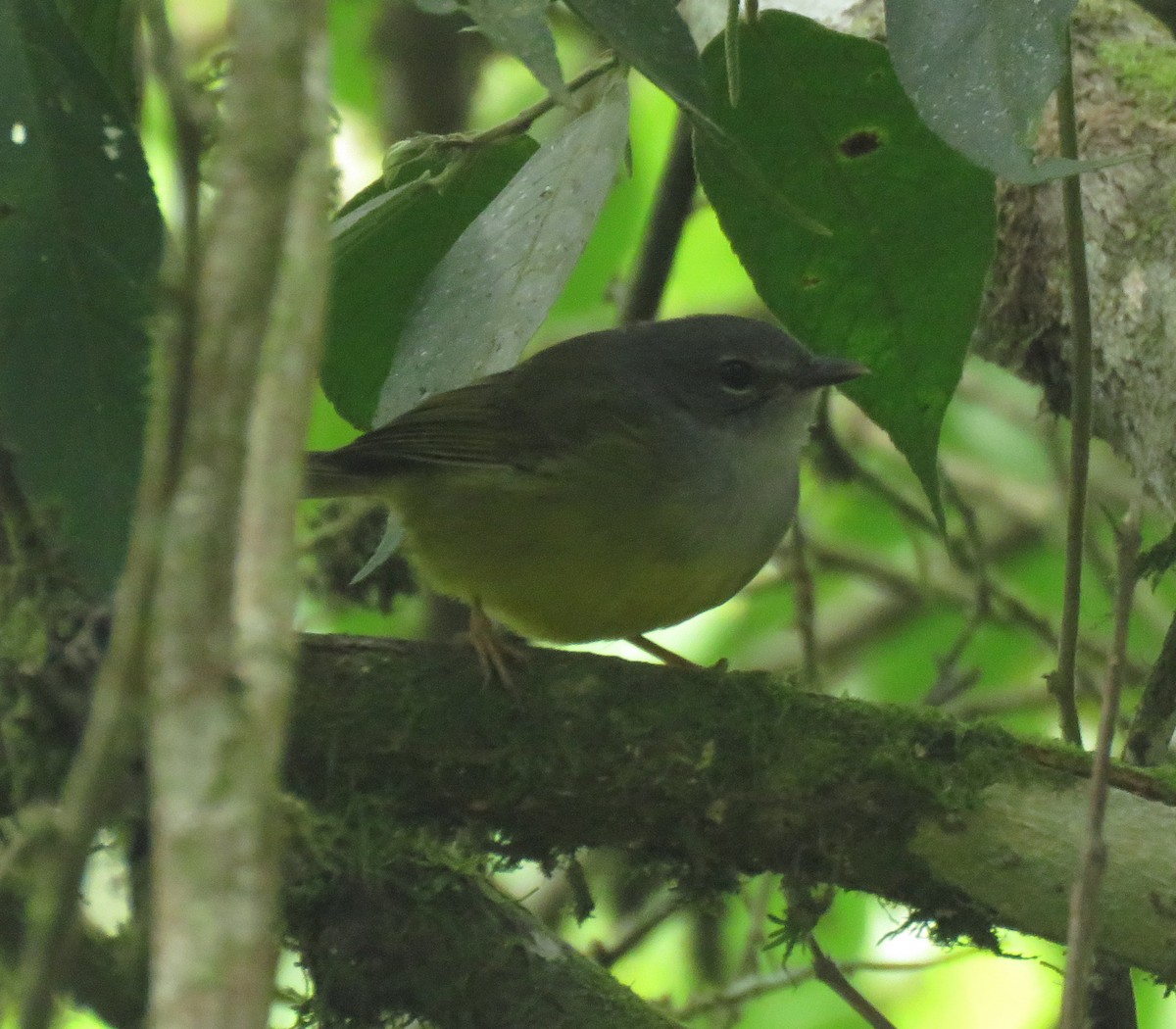 Gray-throated Warbler - ML413914231
