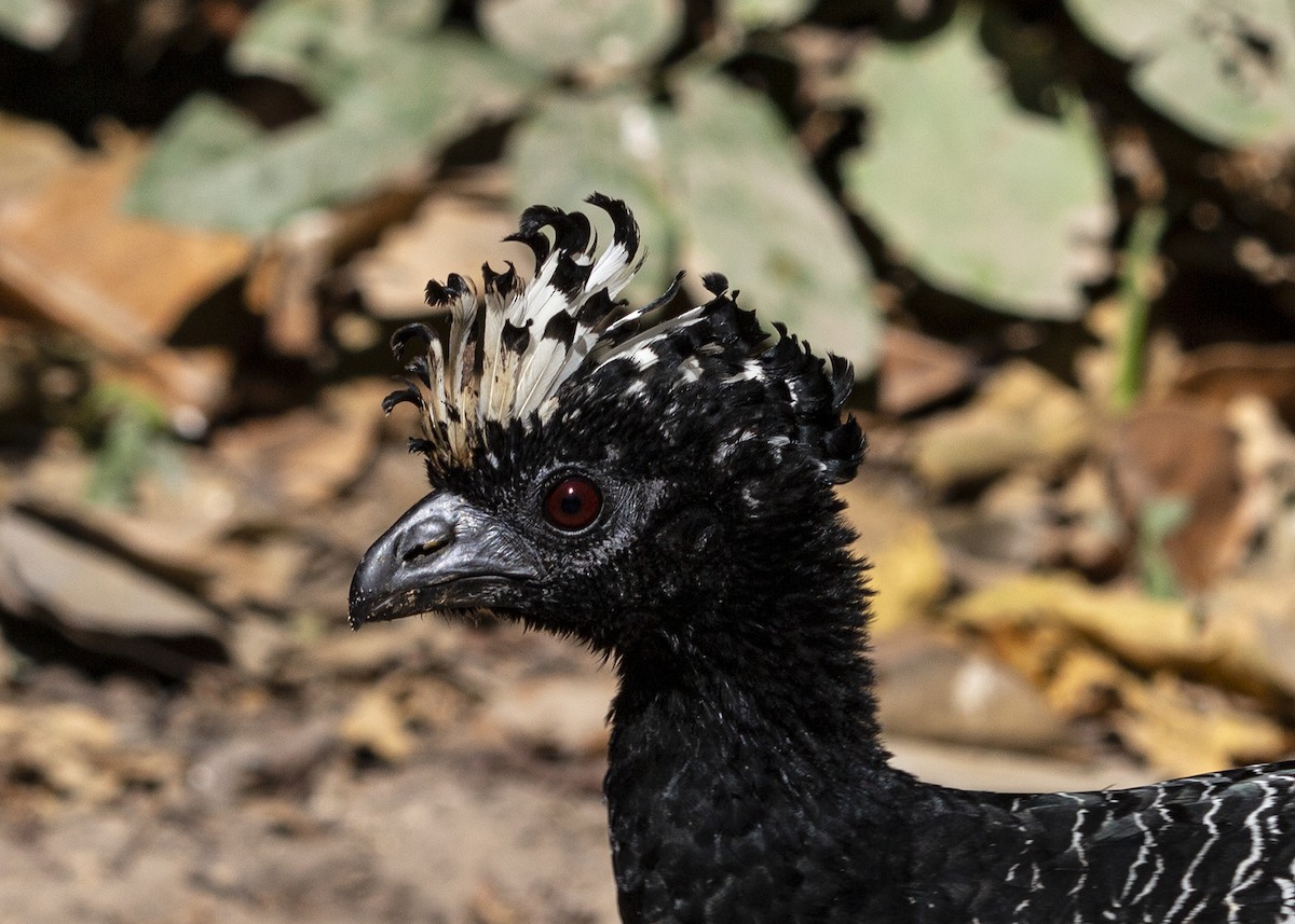 Bare-faced Curassow - ML413915621