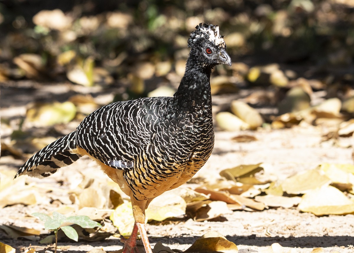 Bare-faced Curassow - ML413915721