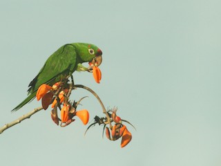  - Crimson-fronted Parakeet