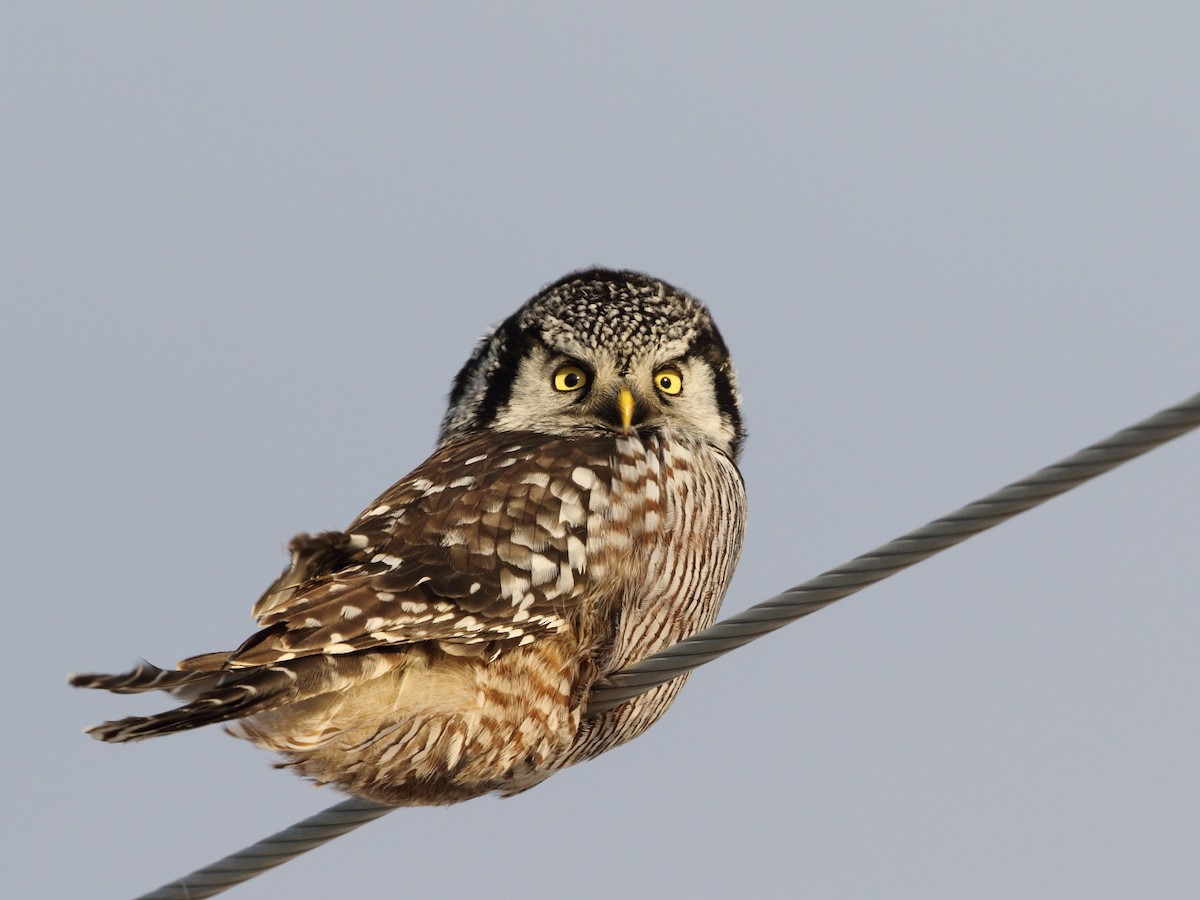 Northern Hawk Owl - ML41391941