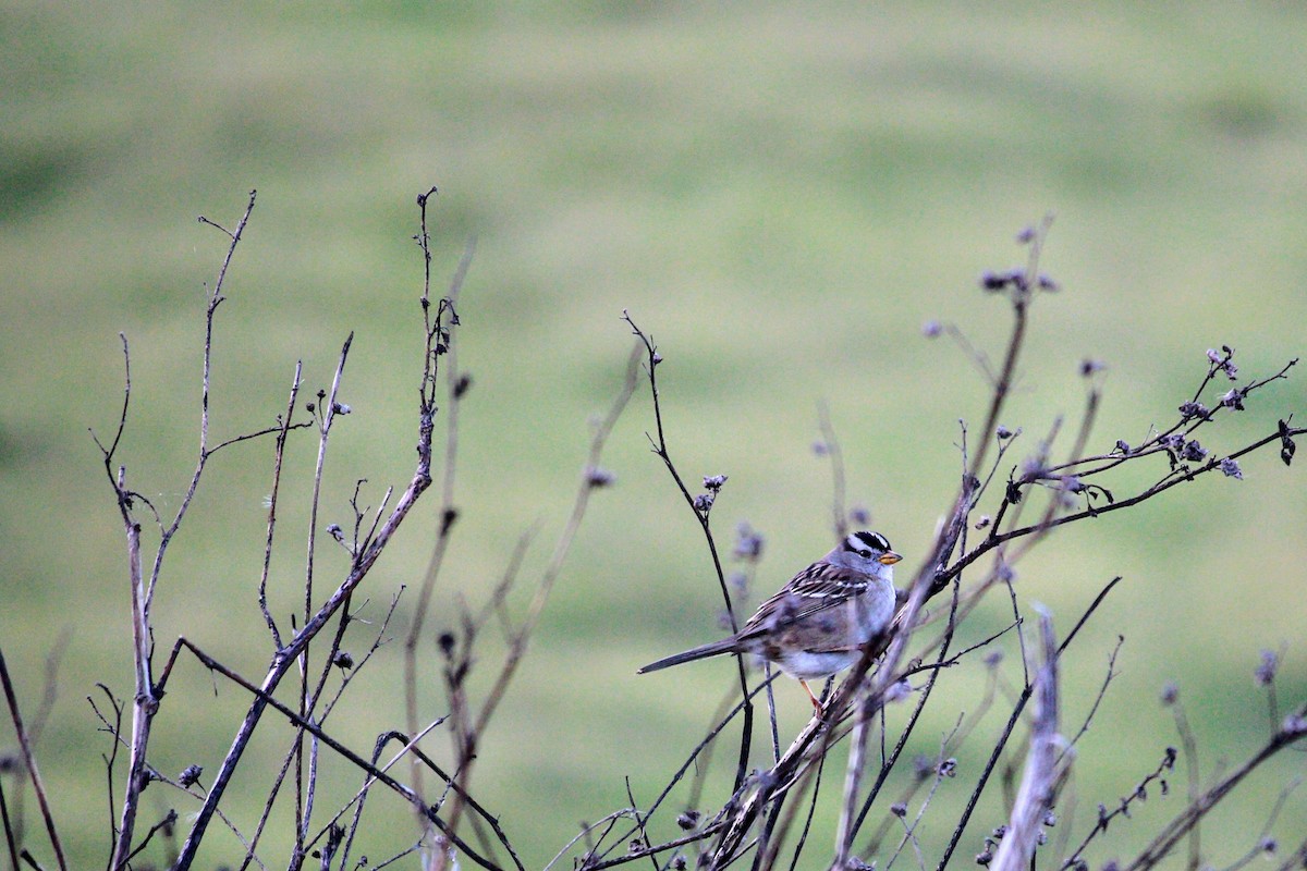 White-crowned Sparrow - ML41392101