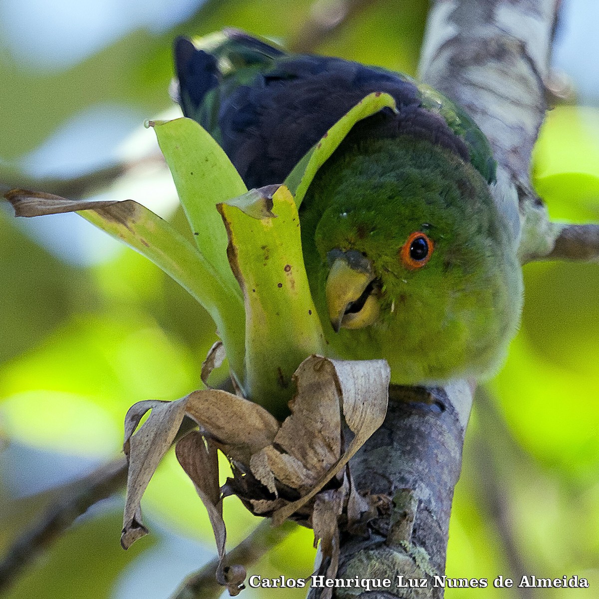 Brown-backed Parrotlet - ML413921591