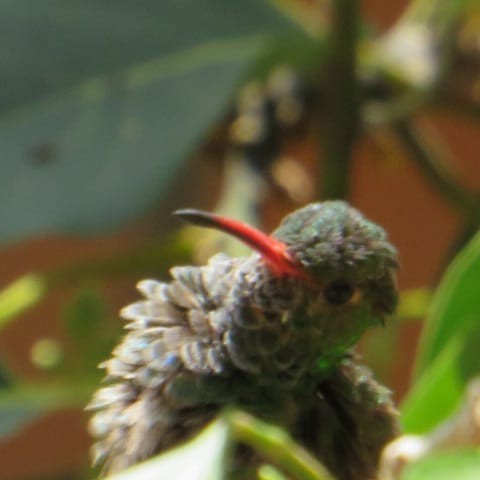 Rufous-tailed Hummingbird - ML413922451