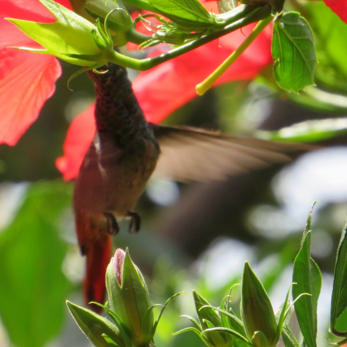 Rufous-tailed Hummingbird - ML413922461