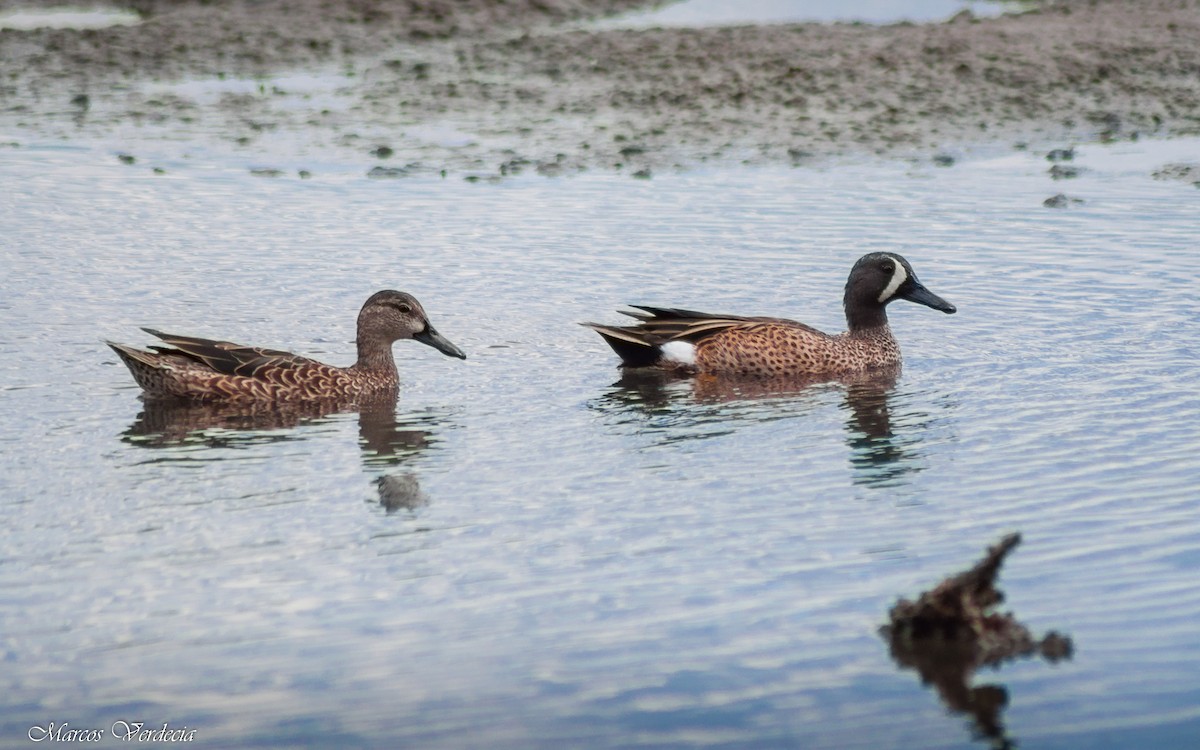 Blue-winged Teal - ML413923241