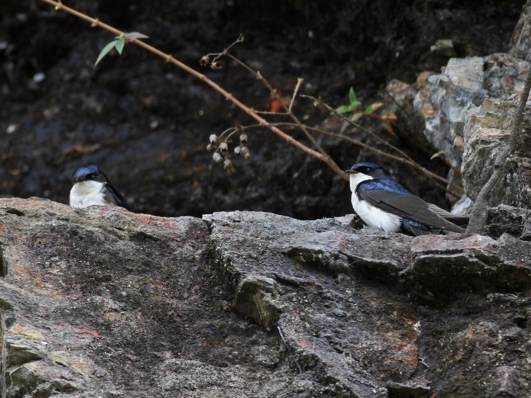 Blue-and-white Swallow - Jay McGowan