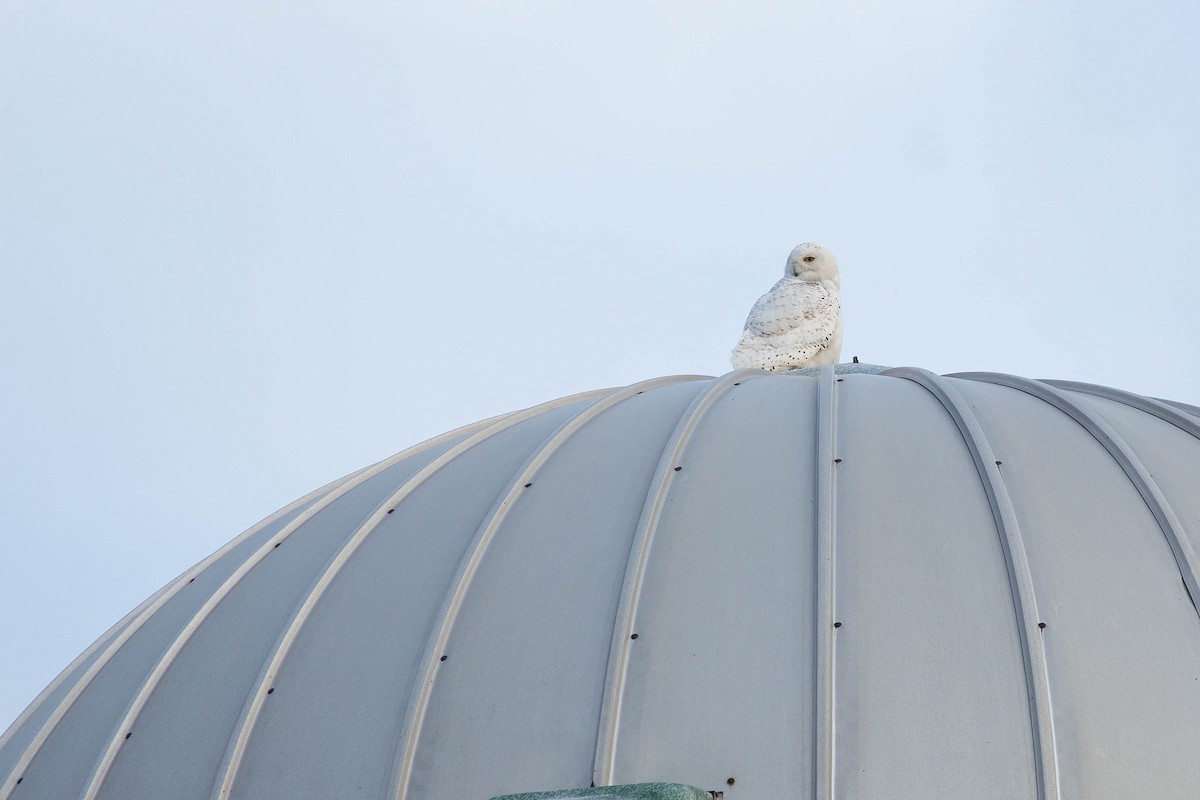 Snowy Owl - ML413924201