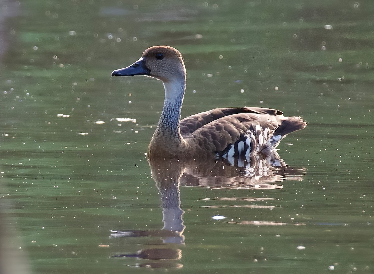 West Indian Whistling-Duck - ML413928681