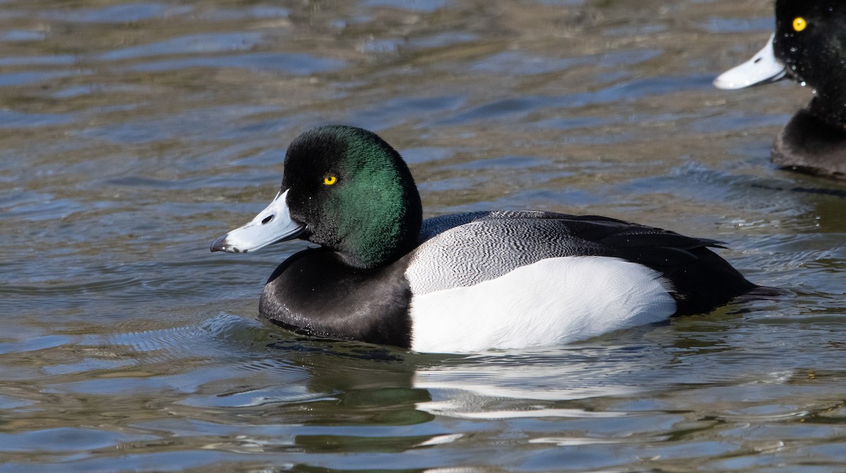 Greater Scaup - Liam Huber