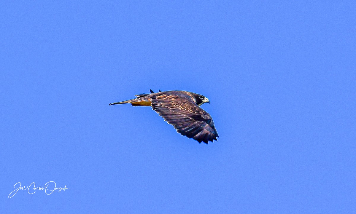 Red-tailed Hawk - ML413937661
