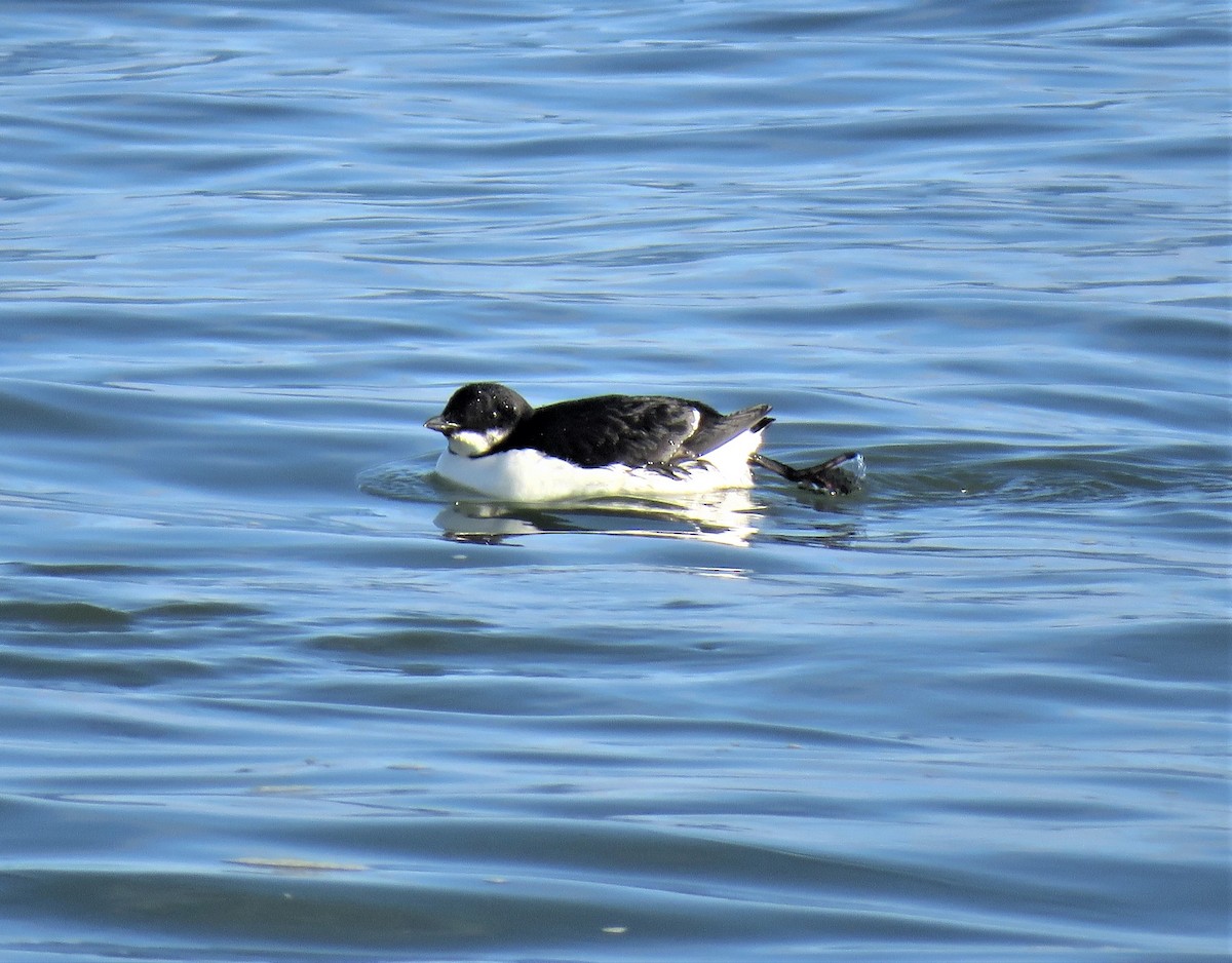 Thick-billed Murre - ML413939031