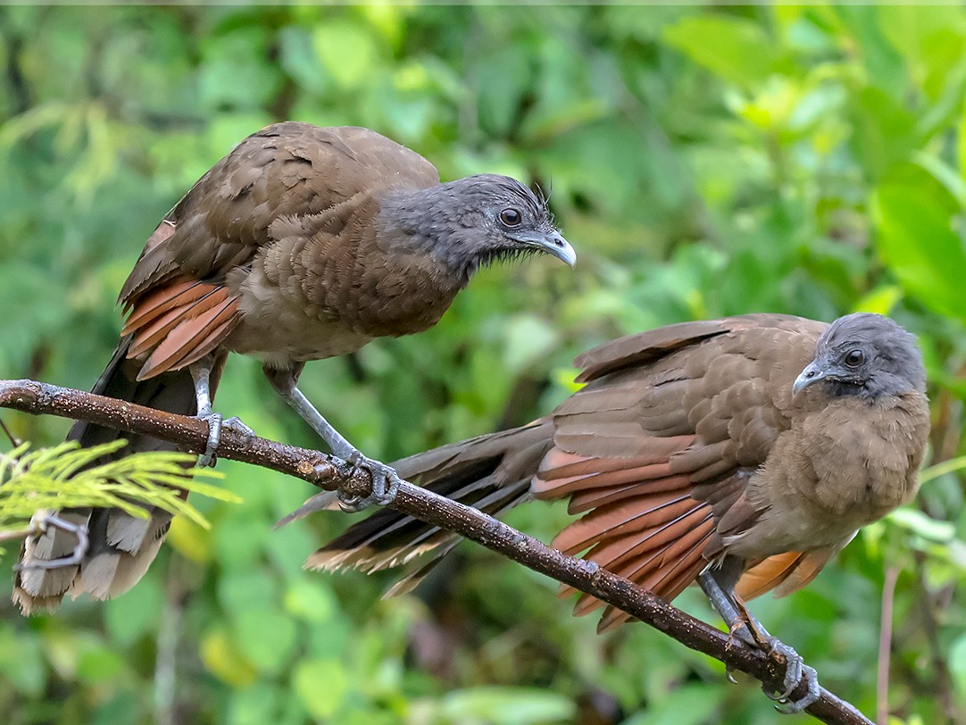 Gray-headed Chachalaca - eBird