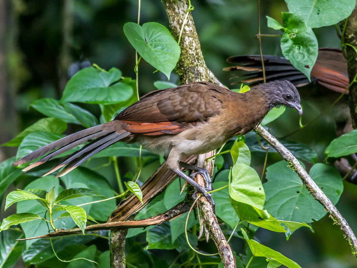 Gray-headed Chachalaca - Ortalis cinereiceps - Birds of the World