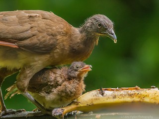 นกเต็มวัยและนกเด็ก - Tal Pipkin - ML41394741