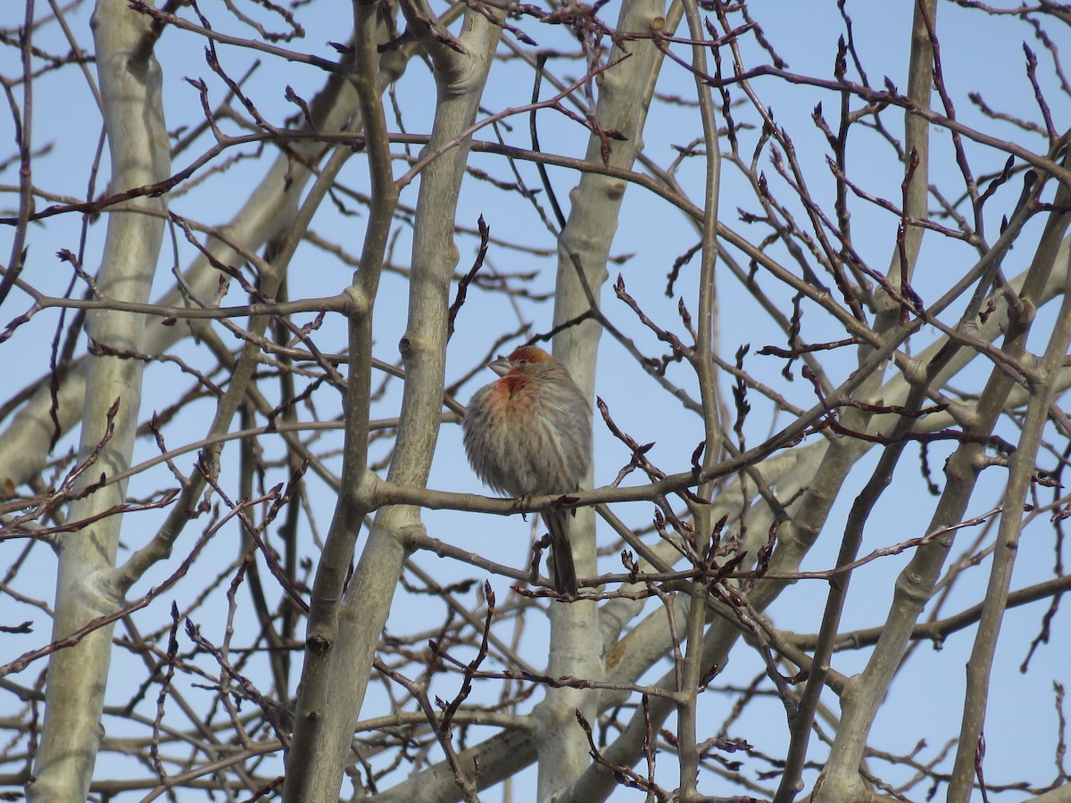 House Finch - Curtis Mahon