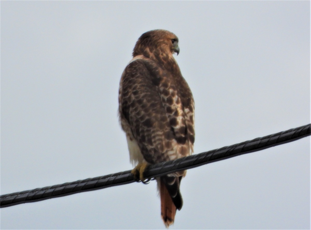 Red-tailed Hawk (borealis) - ML413950341