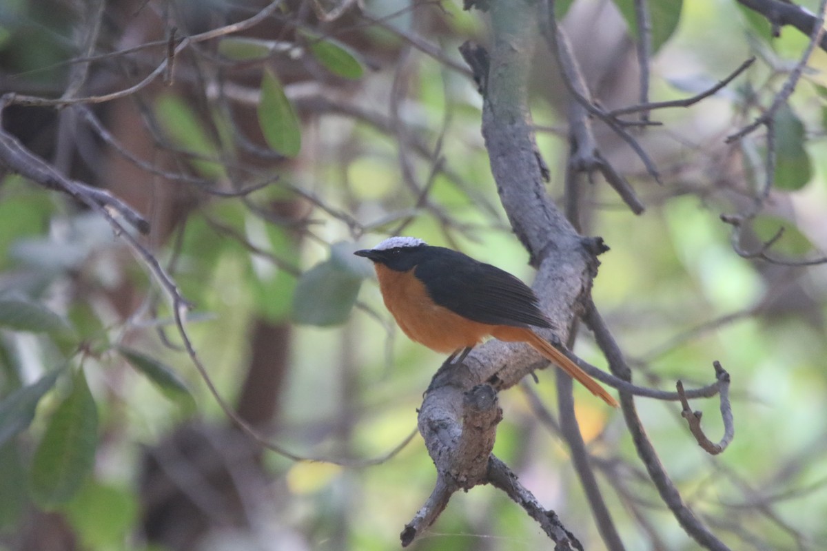 White-crowned Robin-Chat - ML413956951