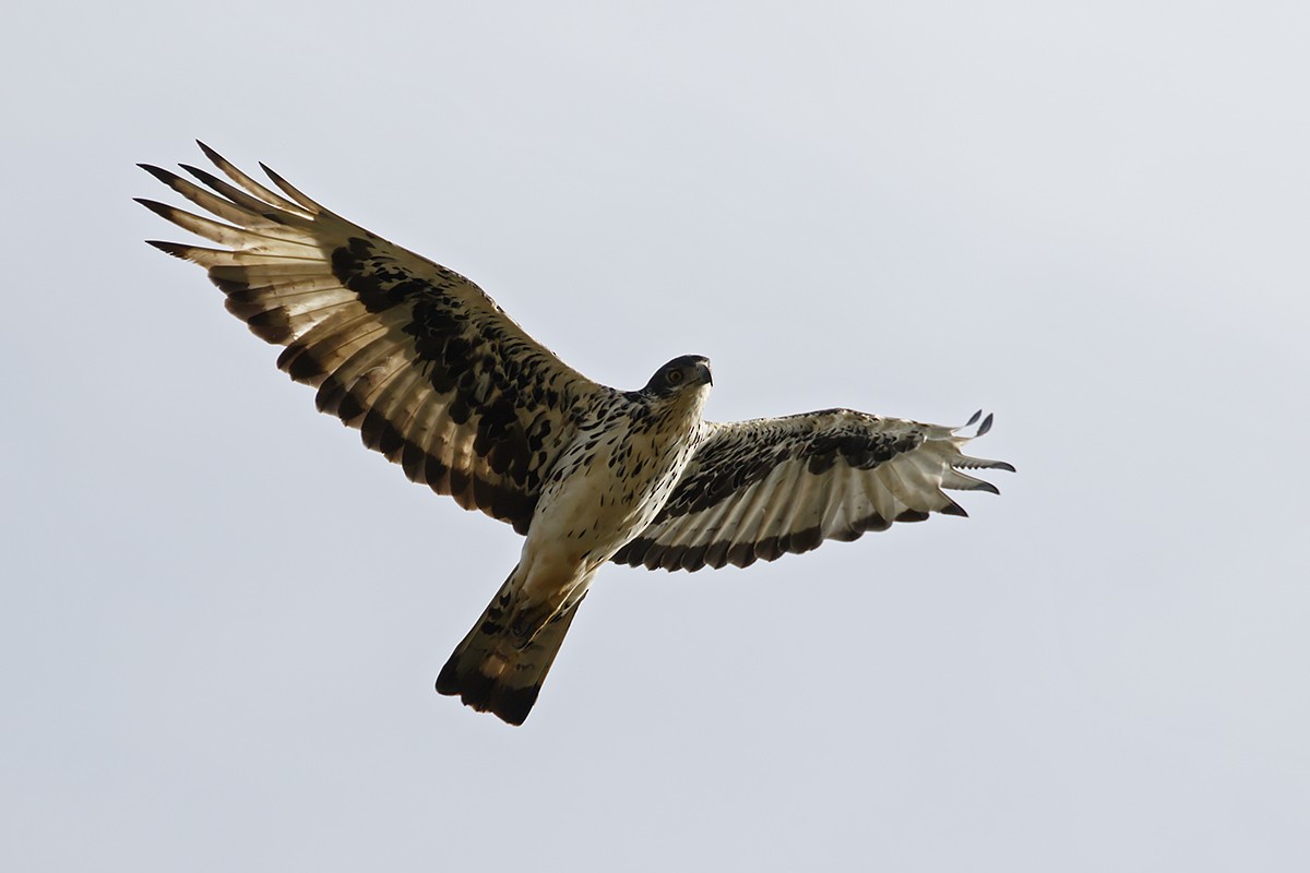 African Hawk-Eagle - Yann Kolbeinsson