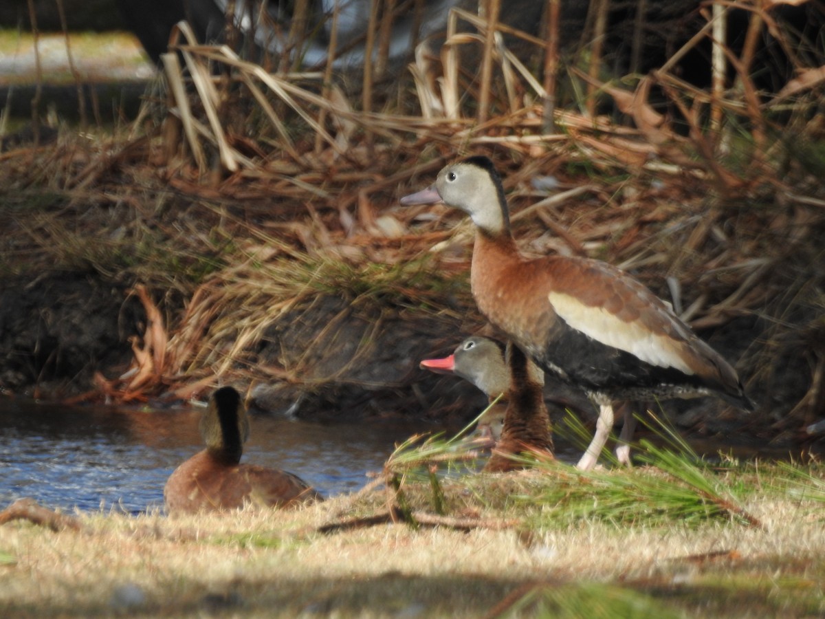North Carolina Bird Atlas Checklist 5 Feb 2022 Wysocking Wildlife