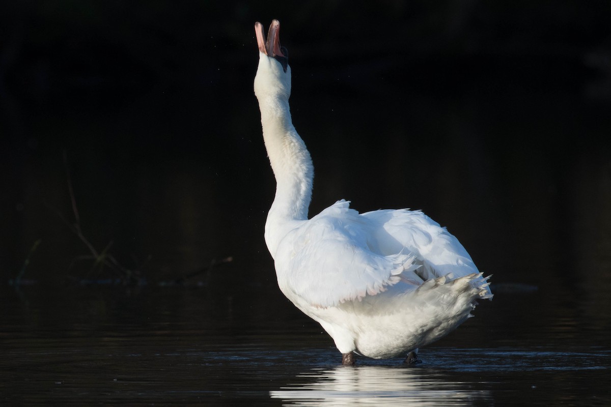 Mute Swan - Leo Damrow
