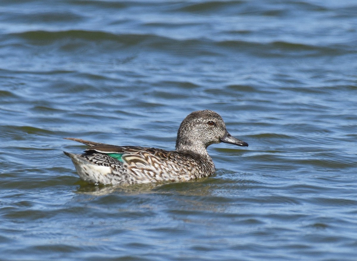 Green-winged Teal - ML413968281