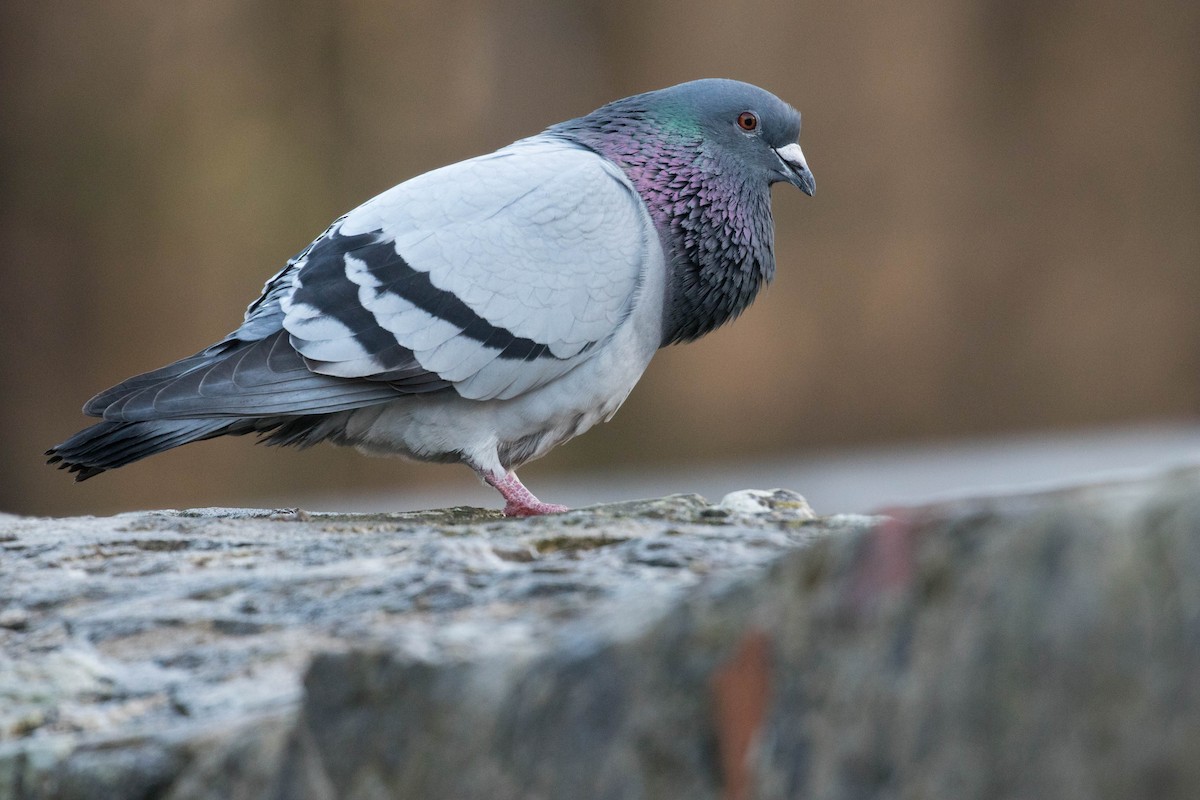 Rock Pigeon (Feral Pigeon) - ML413968291