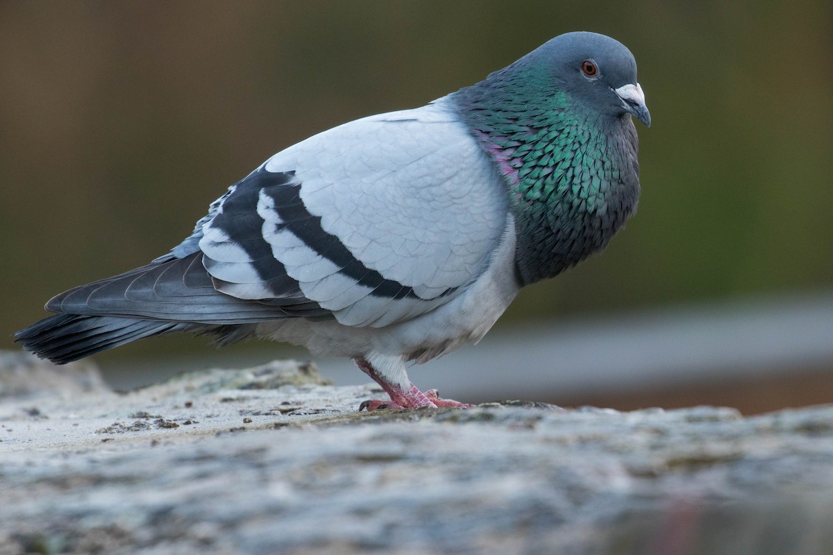 Rock Pigeon (Feral Pigeon) - ML413968301
