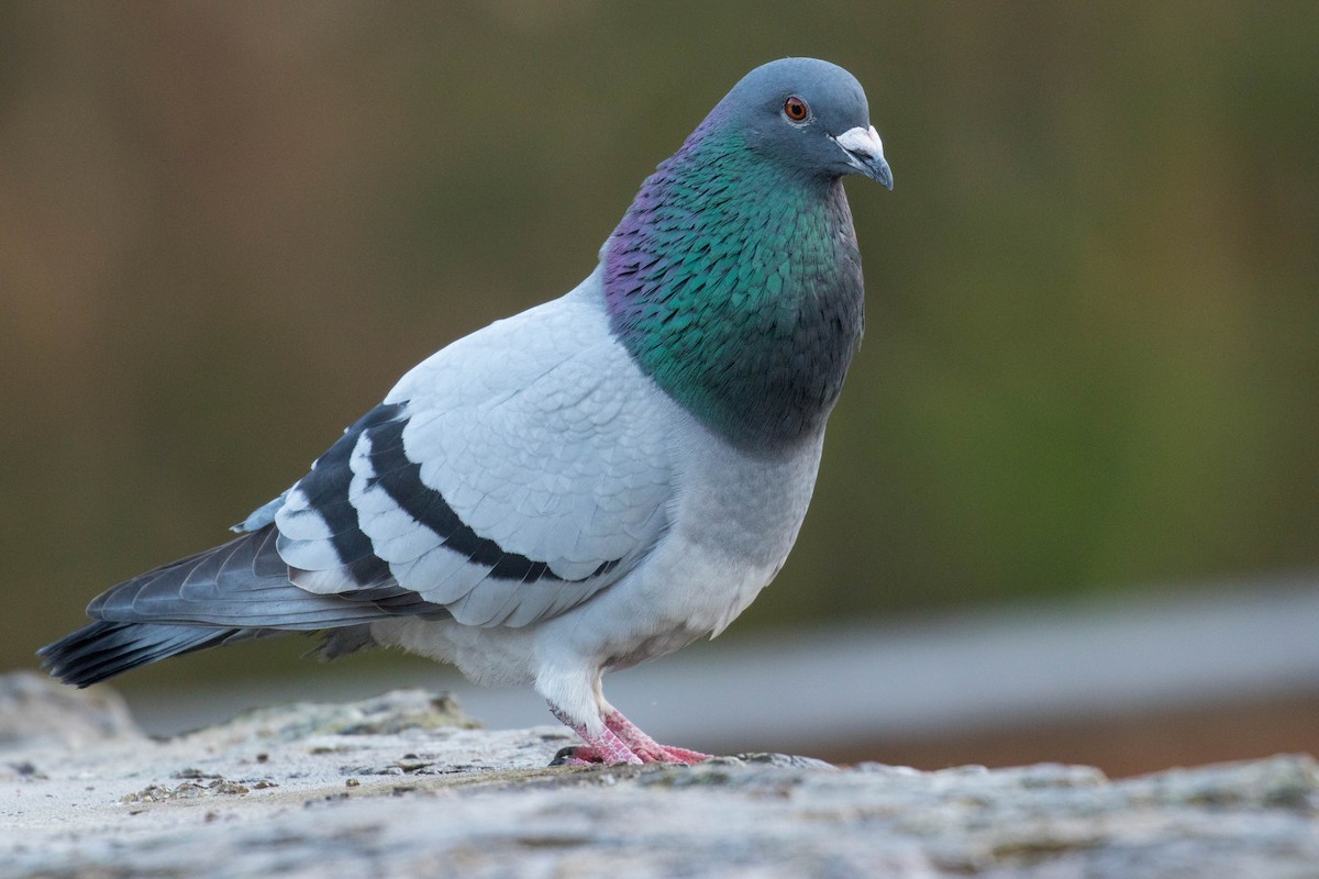 Rock Pigeon (Feral Pigeon) - ML413968351
