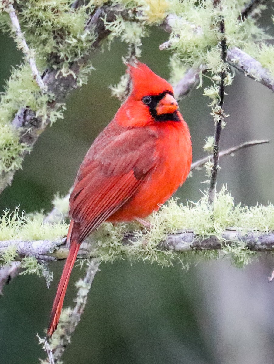 Cardinal rouge - ML413970941