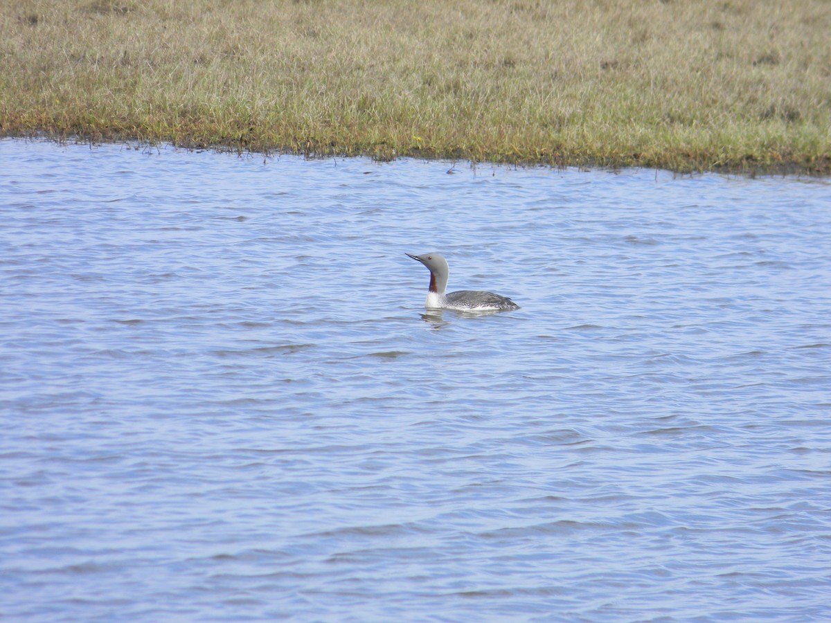 Red-throated Loon - ML41397341