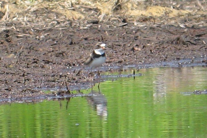 Semipalmated Plover - Jeff Culler