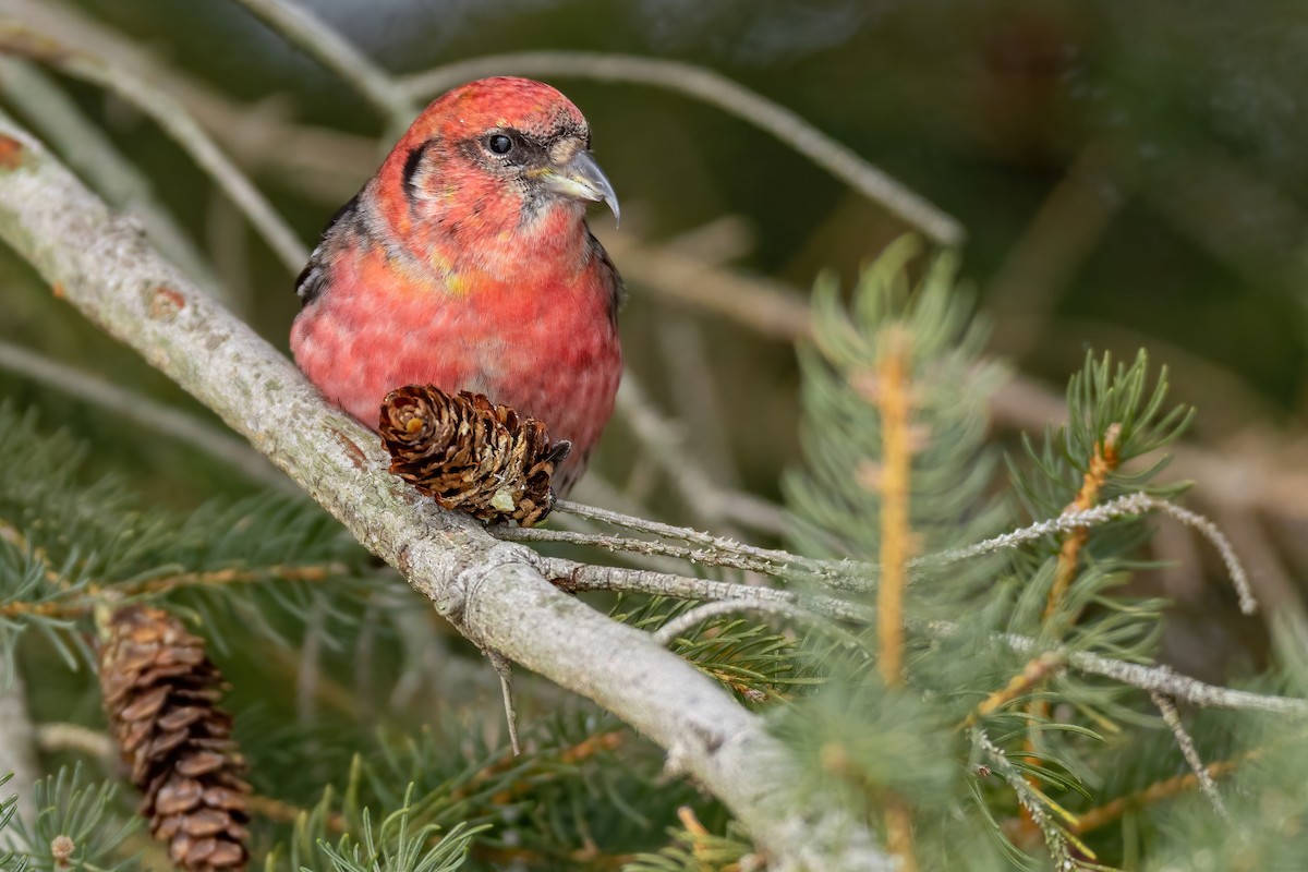 White-winged Crossbill - Matt Zuro