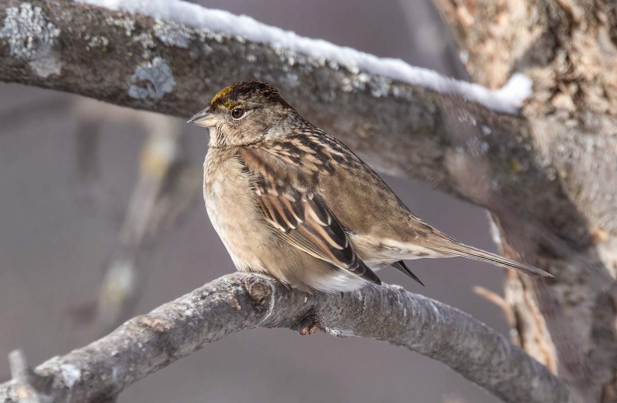 Golden-crowned Sparrow - Suzanne Labbé