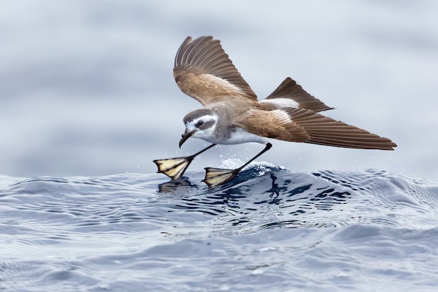 White-faced Storm-Petrel ML413988131