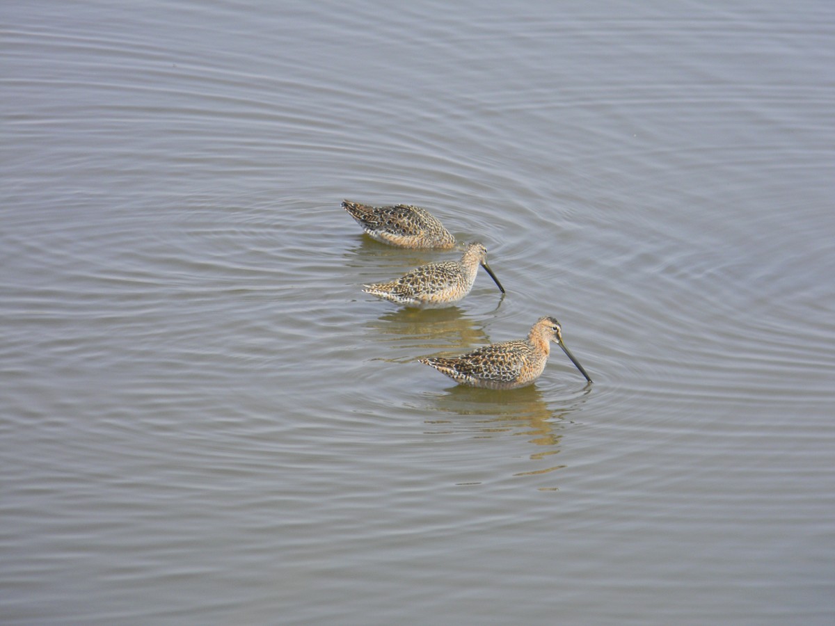 Long-billed Dowitcher - Will Kennerley