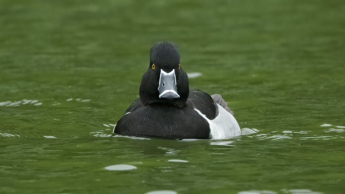 Ring-necked Duck - ML413996871