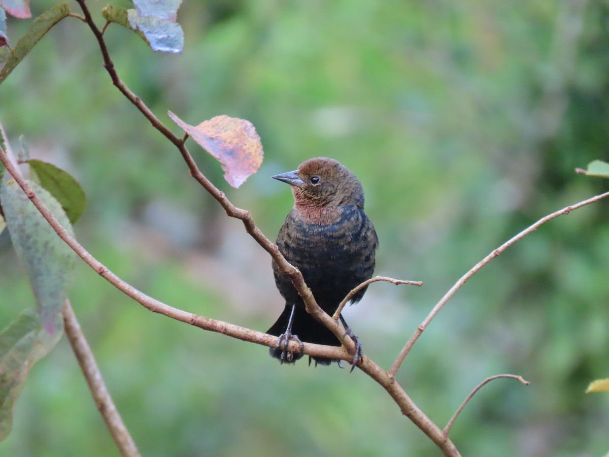 Chestnut-capped Blackbird - Fernando Pocho Cabral / Birding Iguazu
