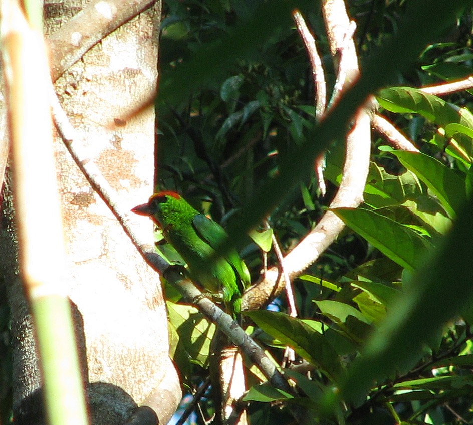 Red-throated Barbet - ML41400001