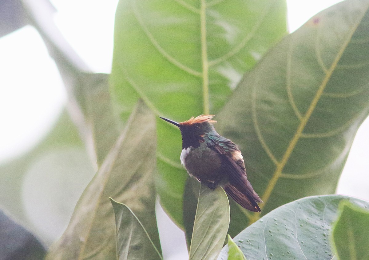 Short-crested Coquette - ML414001701