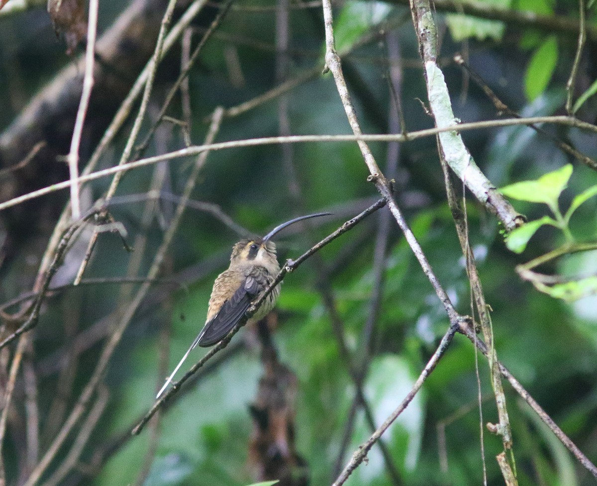 Мексиканский колибри-отшельник - ML414008121