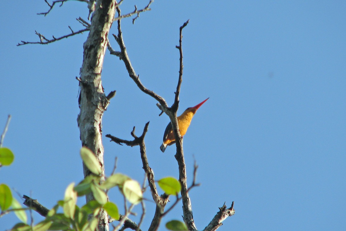 Brown-winged Kingfisher - Allen Lewis