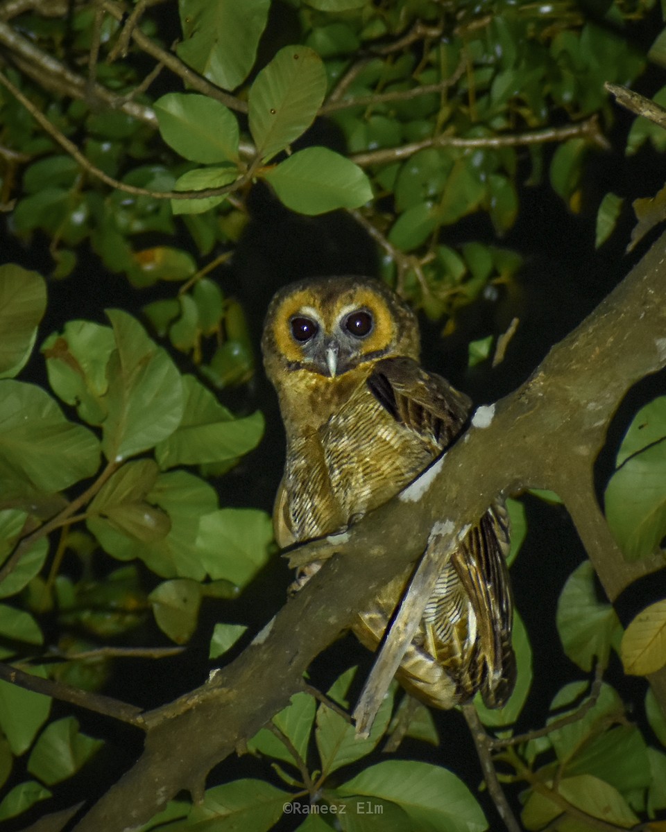 Brown Wood-Owl - Rameez Elm