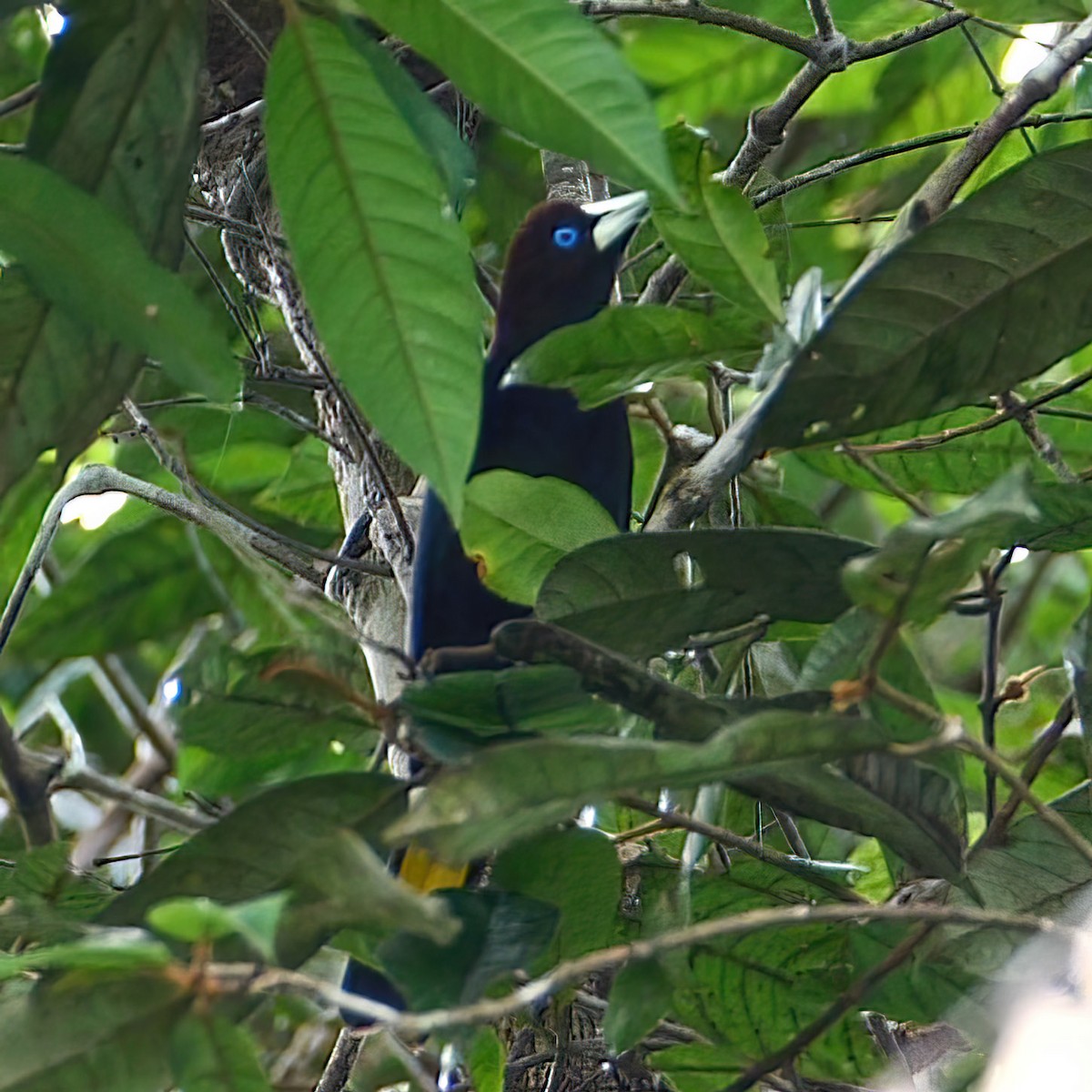 Band-tailed Cacique - ML414013961