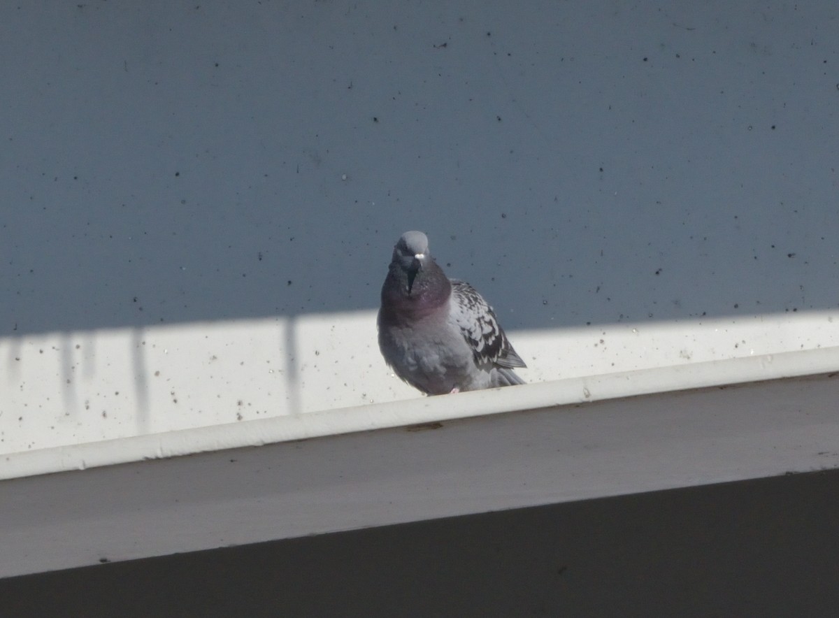 Rock Pigeon (Feral Pigeon) - ML414017551