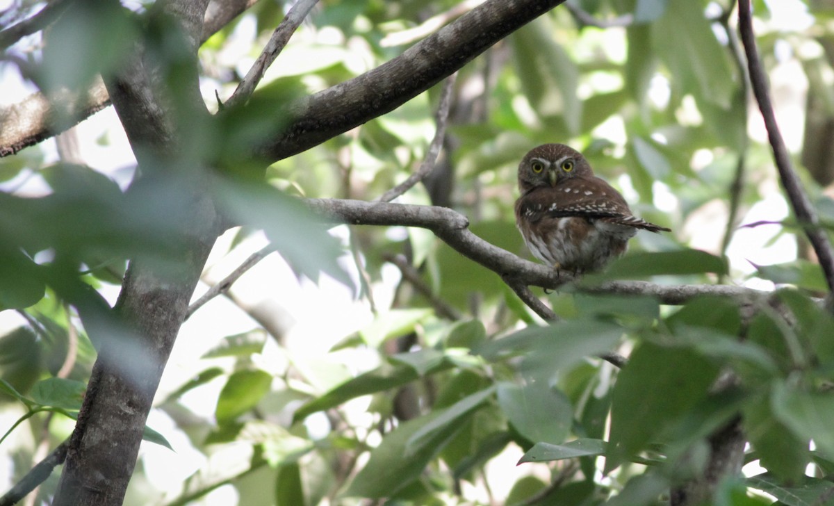 Ferruginous Pygmy-Owl - ML41401791